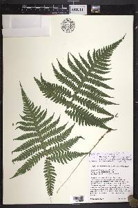 Phegopteris connectilis image
