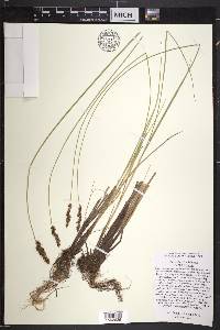 Carex diandra image