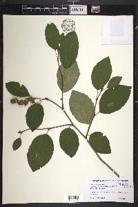 Alnus viridis image