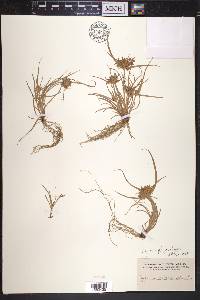 Cyperus polystachyos image