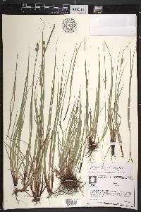 Carex complanata image