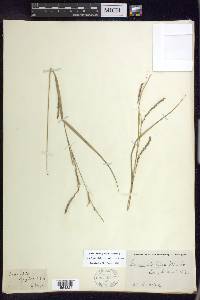 Carex debilis var. rudgei image