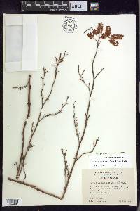 Polygonum americanum image