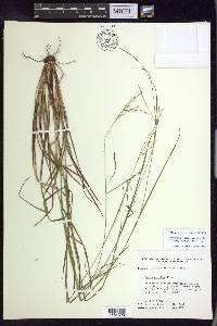 Carex debilis var. rudgei image