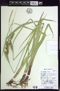 Carex thurberi image