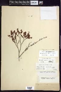 Polygonum americanum image