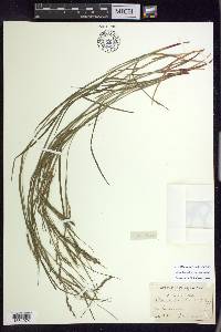 Carex debilis var. debilis image