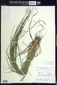 Carex debilis var. rudgei image