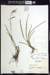 Carex brunnipes image