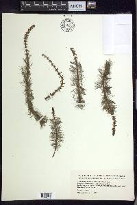 Myriophyllum heterophyllum image