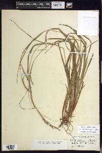 Carex debilis var. rudgei image