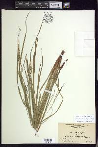 Carex debilis var. rudgei image