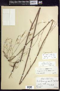 Polygonum pinicola image