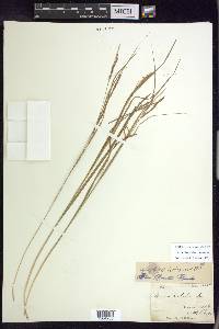 Carex debilis var. debilis image