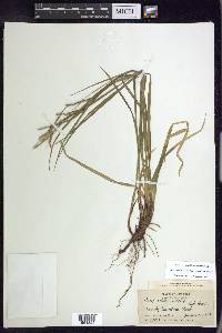 Carex debilis var. rudgei image