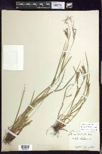 Carex debilis var. debilis image