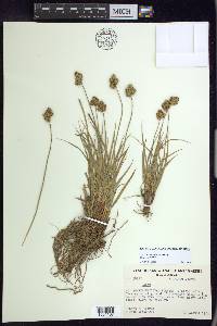 Carex straminiformis image