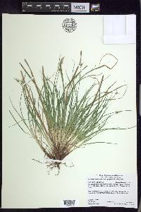 Carex tonsa image