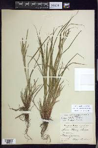 Carex debilis var. rudgei image