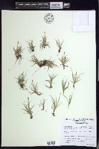 Carex rupestris image