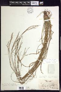 Carex aestivalis image