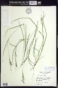 Carex debilis var. rudgei image