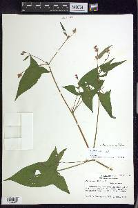 Persicaria arifolia image