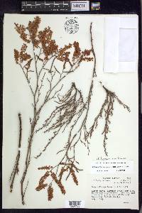 Polygonum americanum image