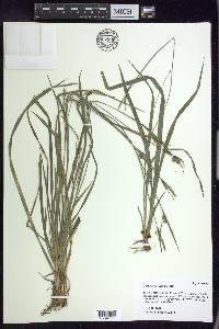 Carex styloflexa image