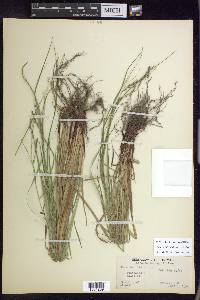 Carex debilis var. debilis image