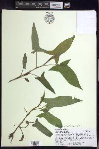 Persicaria arifolia image