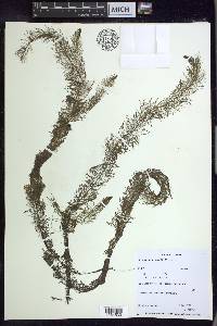 Myriophyllum farwellii image