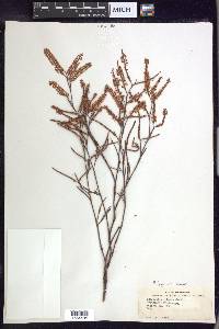 Polygonum nesomii image