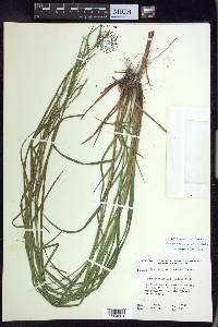 Carex debilis var. rudgei image