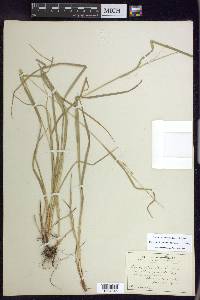 Carex debilis var. rudgei image