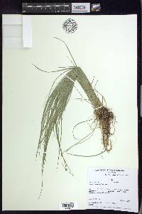 Carex radiata image