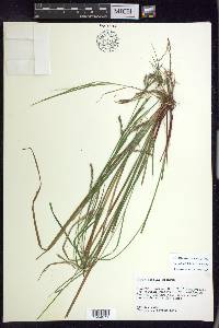 Carex debilis var. debilis image