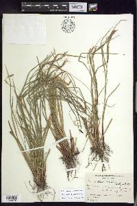 Carex debilis var. debilis image