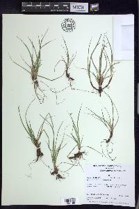 Carex umbellata image