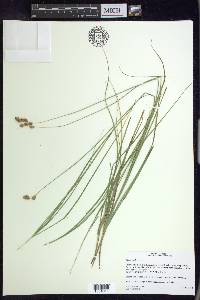 Carex praticola image