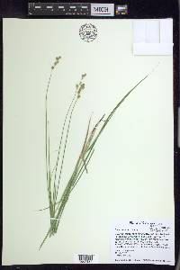 Carex tenera image