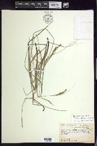 Carex aestivalis image