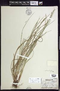 Carex debilis var. debilis image