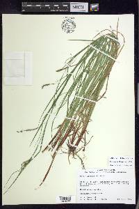 Carex debilis var. debilis image