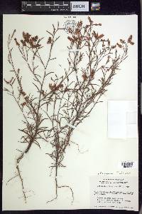 Polygonum fimbriatum image