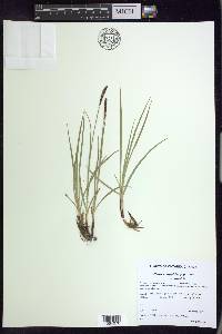 Carex scirpoidea image