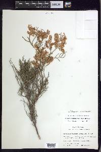 Polygonum americanum image