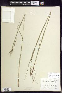 Carex debilis var. debilis image