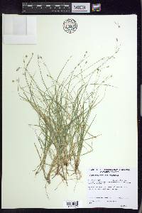 Carex trisperma image