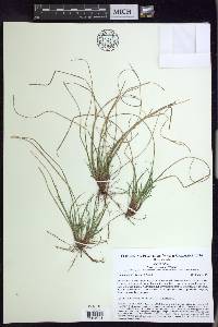 Carex reznicekii image